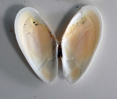 Megangulus bodegensis
