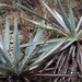 Yucca pallida - Photo (c) Rebecca Cowser, μερικά δικαιώματα διατηρούνται (CC BY-NC)