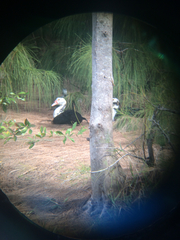 Cairina moschata domestica