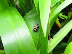 Alagoasa trifasciata