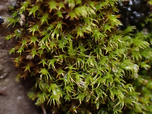 iNaturalist | (c) Helen Waterman, some rights reserved (CC BY), uploaded by Helen Waterman Representative image of Dicranella howei