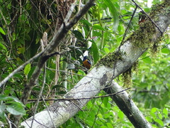 Euphonia rufiventris