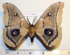 Antheraea oculea