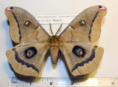 Antheraea oculea
