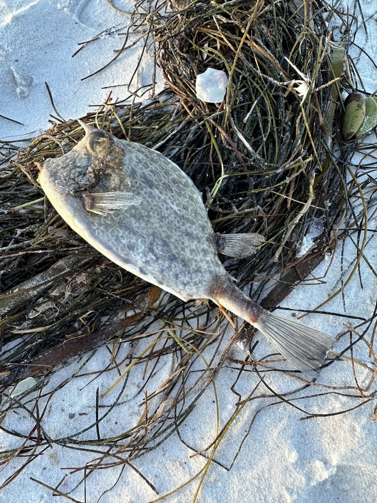 Scrawled Cowfish from North Atlantic Ocean, FL, US on August 28, 2023 ...