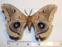 Antheraea oculea