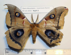 Antheraea oculea
