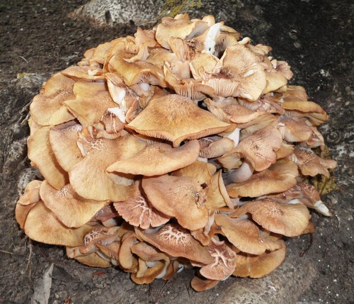 Desarmillaria caespitosa image