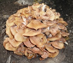 Desarmillaria caespitosa image