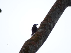 Dendrocincla fuliginosa