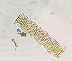 Fragilaria