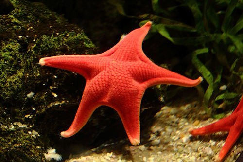 Mediaster aequalis