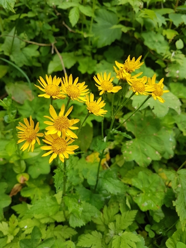 Jacobaea subalpina