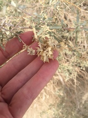Atriplex canescens laciniata