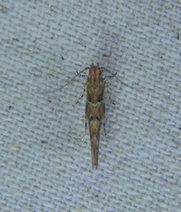 Anatrachyntis rileyi