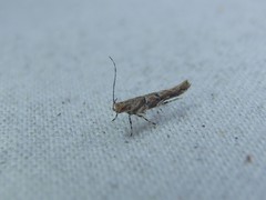 Anatrachyntis rileyi