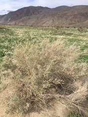 Atriplex canescens laciniata