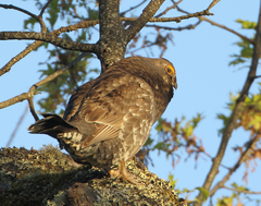 Dendragapus fuliginosus