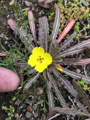 Camissoniopsis pallida
