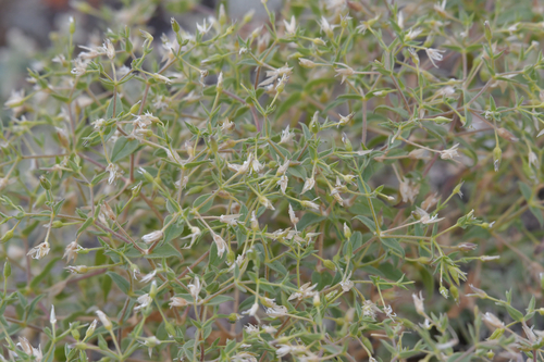 Mesostemma dichotomum