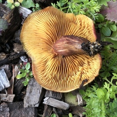Gymnopilus thiersii