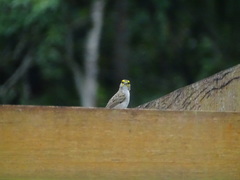 Ammodramus aurifrons