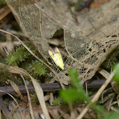 Gymnobathra flavidella
