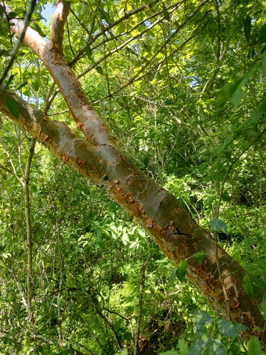 Bursera vazquezyanesii Rzed. & Calderón