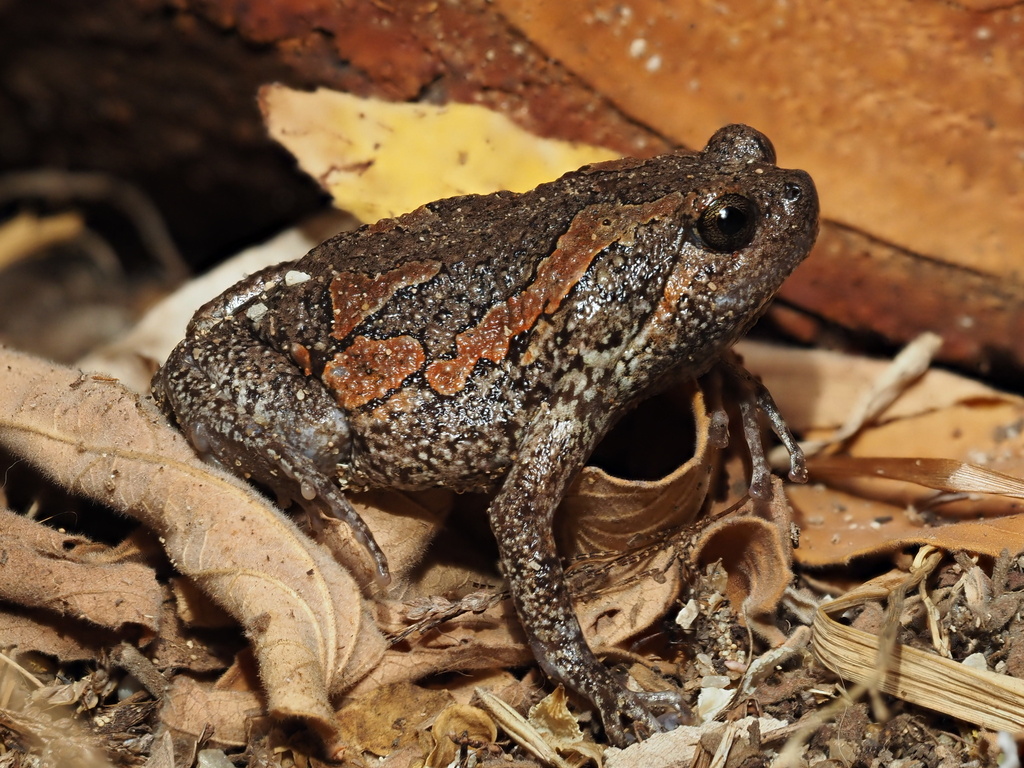 Sri Lankan Bullfrog From Cejlon, Восточная провинция, Lk On August 23 