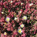 Mesembryanthemum nodiflorum - Photo (c) randomtruth, μερικά δικαιώματα διατηρούνται (CC BY-NC-SA)