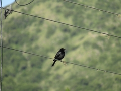 Molothrus rufoaxillaris