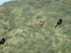 Molothrus rufoaxillaris