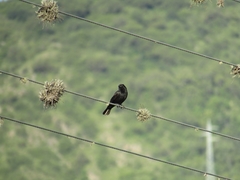 Molothrus rufoaxillaris