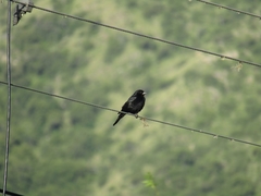 Molothrus rufoaxillaris