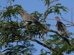 Patagioenas picazuro