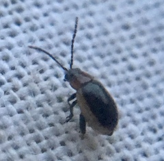 Longitarsus dorsalis