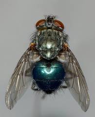 Xenocalliphora
