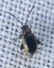 Longitarsus dorsalis