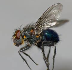Xenocalliphora