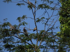 Patagioenas picazuro