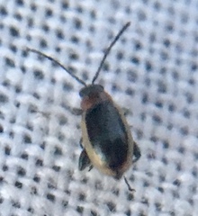 Longitarsus dorsalis