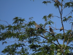 Patagioenas picazuro