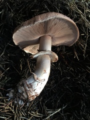 Agaricus brunneofibrillosus
