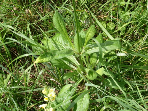 Image of Knautia macedonica by (c) petitcrabe, some rights reserved (CC BY)
