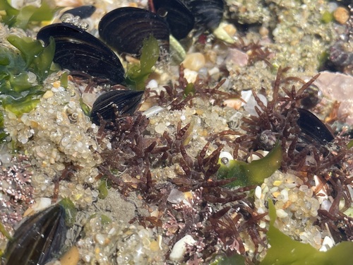 Representative image of Gastroclonium reflexum