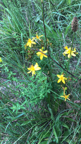 Paprastoji jonažolė