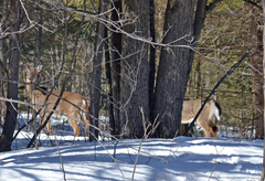 Odocoileus virginianus
