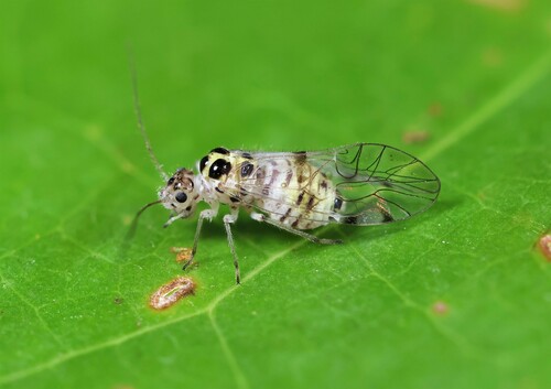 Teliapsocus conterminus (Walsh, 1863)