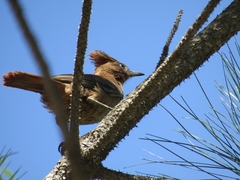 Pseudoseisura lophotes