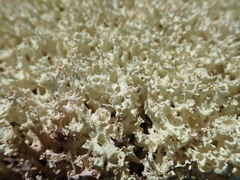 Cladonia boryi